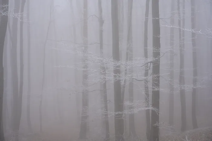 Gerahmter Druck : Dampf und Eisrauch im Wald. Gerahmter Druck : Dampf und Eisrauch im Wald.