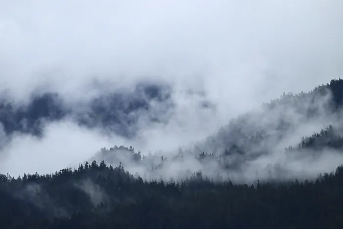Gerahmter Druck : Der Nebel über dem Pazifikregenwald. Gerahmter Druck : Der Nebel über dem Pazifikregenwald.