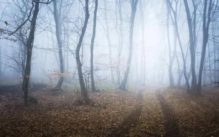 Gerahmter Druck : Durch nebliger Wald mit Pfad im Winter. Gerahmter Druck : Durch nebliger Wald mit Pfad im Winter.