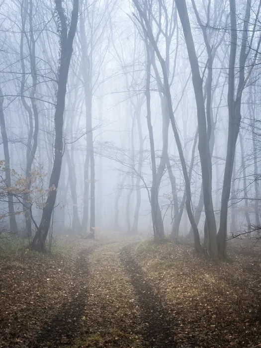 Gerahmter Druck : Dichter Wald mit Pfad im Winter. Gerahmter Druck : Dichter Wald mit Pfad im Winter.