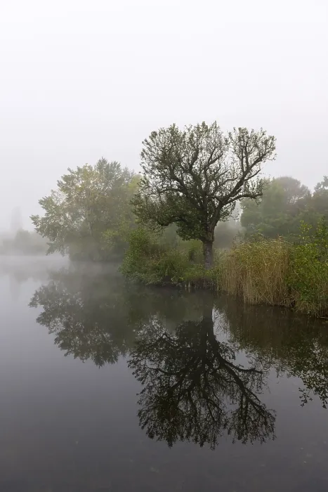 Gerahmter Druck : Nebliger See mit Bäumen und Reflexion im Wasser. Gerahmter Druck : Nebliger See mit Bäumen und Reflexion im Wasser.