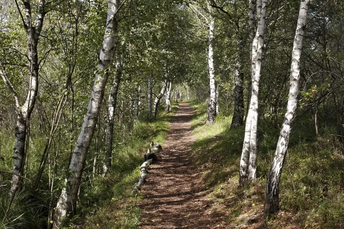 Gerahmter Druck : Weg durch einen Birkenwald. Gerahmter Druck : Weg durch einen Birkenwald.