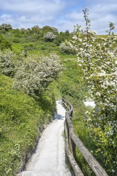 Gerahmter Druck : Fußweg entlang der Kalkklippen von Dover. Gerahmter Druck : Fußweg entlang der Kalkklippen von Dover.