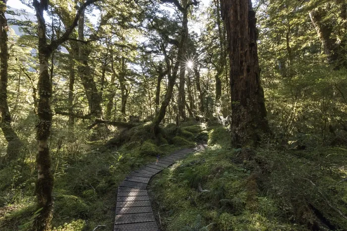 Gerahmter Druck : Weg durch den Wald, Sonne scheint durch das Laubdach. Gerahmter Druck : Weg durch den Wald, Sonne scheint durch das Laubdach.
