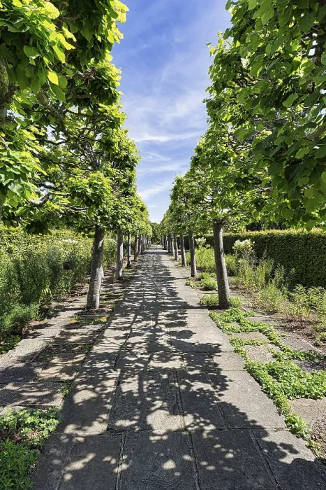 Gerahmter Druck : Fußweg durch Tilia-Allee (Tilioideae) Gerahmter Druck : Fußweg durch Tilia-Allee (Tilioideae)