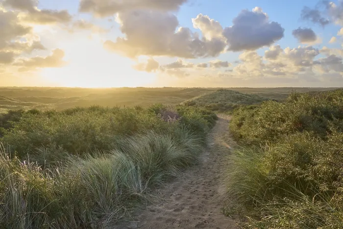 Gerahmter Druck : Fußweg, Sanddüne, Dünengras Gerahmter Druck : Fußweg, Sanddüne, Dünengras