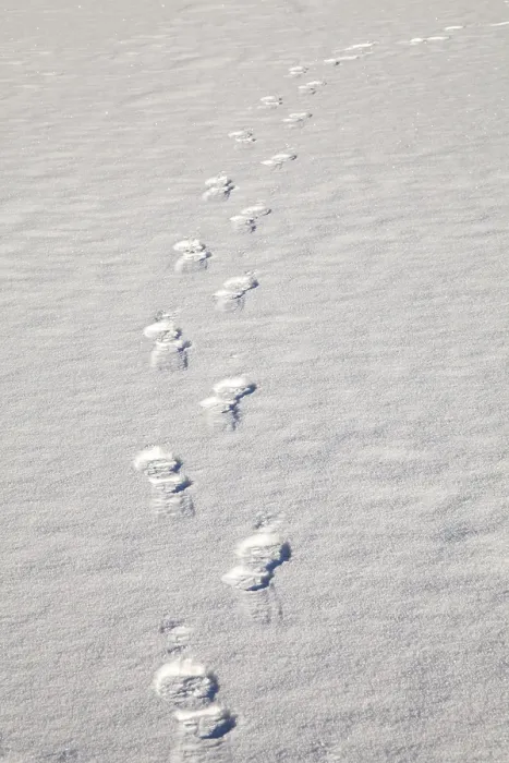 Gerahmter Druck : Fußspuren im Schnee. Gerahmter Druck : Fußspuren im Schnee.