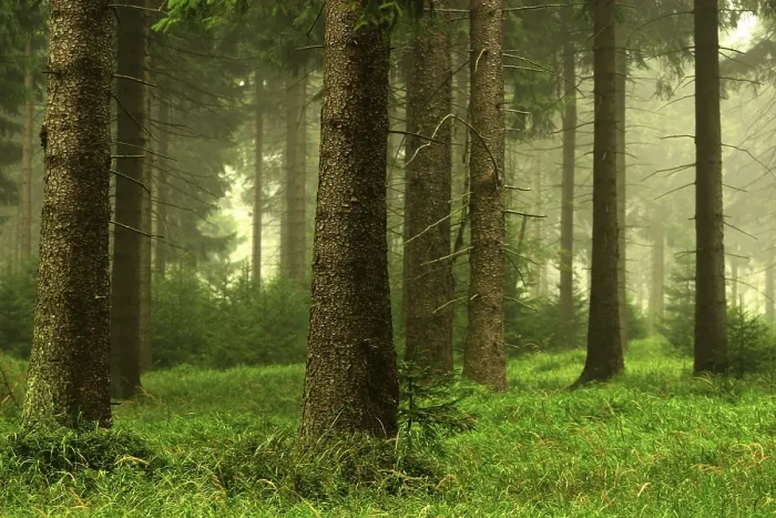 Gerahmter Druck : Forest Gerahmter Druck : Forest