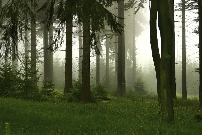 Gerahmter Druck : Forest Gerahmter Druck : Forest