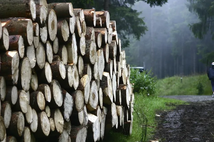 Gerahmter Druck : Forest Gerahmter Druck : Forest