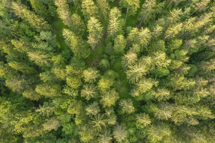 Gerahmter Druck : Wald von oben, Schwarzwald. Gerahmter Druck : Wald von oben, Schwarzwald.