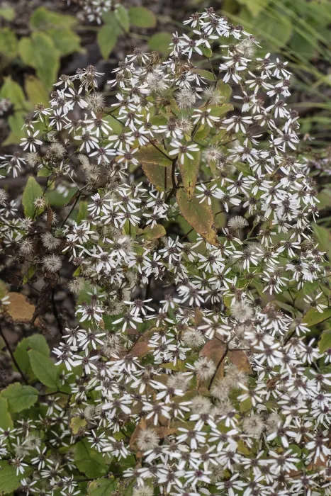 Gerahmter Druck : Waldaster (Aster divaricatus) Gerahmter Druck : Waldaster (Aster divaricatus)