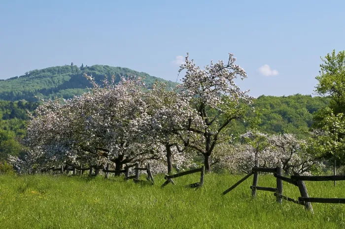 Gerahmter Druck : Wald, blühende Apfelbäume. Gerahmter Druck : Wald, blühende Apfelbäume.