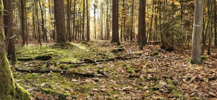 Gerahmter Druck : Waldlichtung mit weichem Sonnenlicht Gerahmter Druck : Waldlichtung mit weichem Sonnenlicht