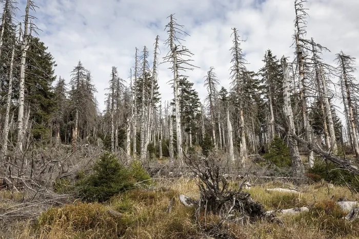 Gerahmter Druck : Waldsterben im Harzgebirge Gerahmter Druck : Waldsterben im Harzgebirge