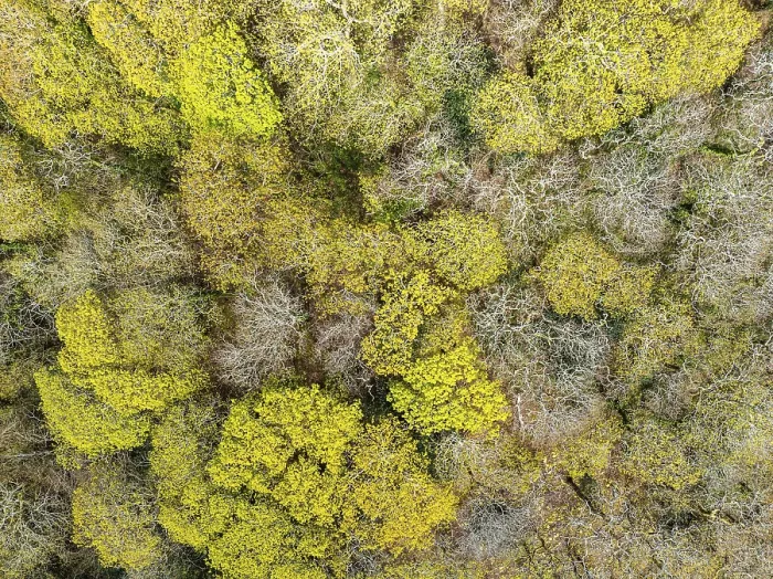 Gerahmter Druck : Blick von oben über den Wald aus einer Drohne.