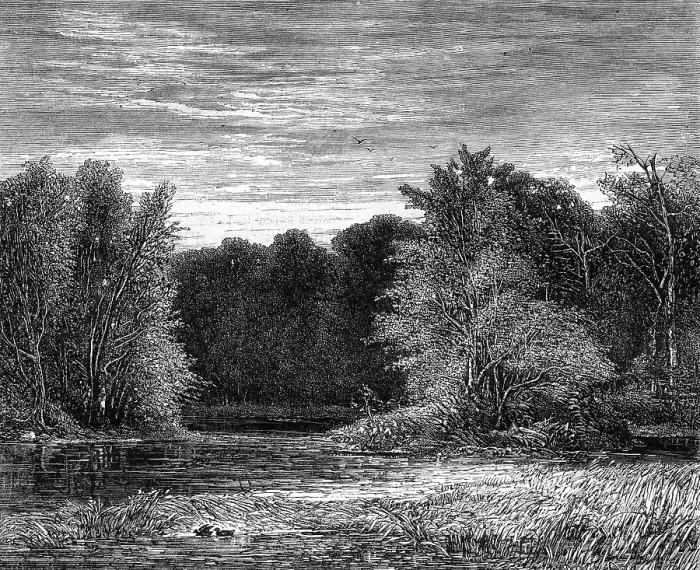 Gerahmter Druck : Ein Wald am Rande von Lehigh. Gerahmter Druck : Ein Wald am Rande von Lehigh.