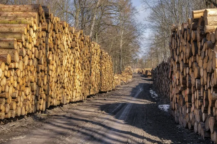 Gerahmter Druck : Wald Waldweg mit Holzstapel. Gerahmter Druck : Wald Waldweg mit Holzstapel.