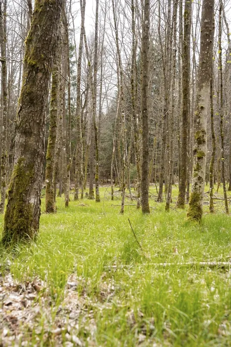 Gerahmter Druck : Waldboden mit Gras auf Ostergang. Gerahmter Druck : Waldboden mit Gras auf Ostergang.