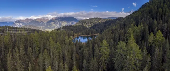 Gerahmter Druck : Wald um den Grunsee Gerahmter Druck : Wald um den Grunsee