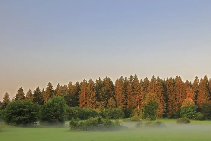 Gerahmter Druck : Wald, Hecken im Wiesengrund, Nusplingen. Gerahmter Druck : Wald, Hecken im Wiesengrund, Nusplingen.