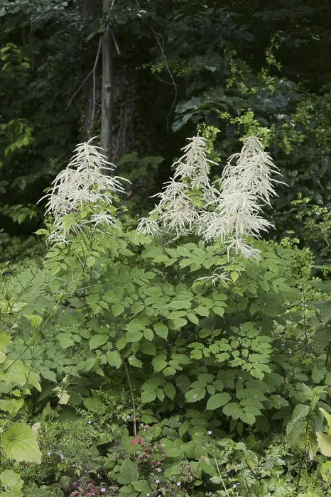 Gerahmter Druck : Wald-Honig-Schotenblume (Aruncus dioicus) Gerahmter Druck : Wald-Honig-Schotenblume (Aruncus dioicus)