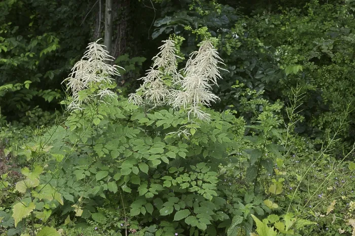 Gerahmter Druck : Wald-Honig-Schlehe (Aruncus dioicus) Gerahmter Druck : Wald-Honig-Schlehe (Aruncus dioicus)