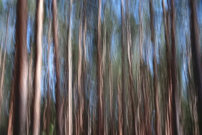 Gerahmter Druck : Wald, Eindruck, Entfremdung. Gerahmter Druck : Wald, Eindruck, Entfremdung.