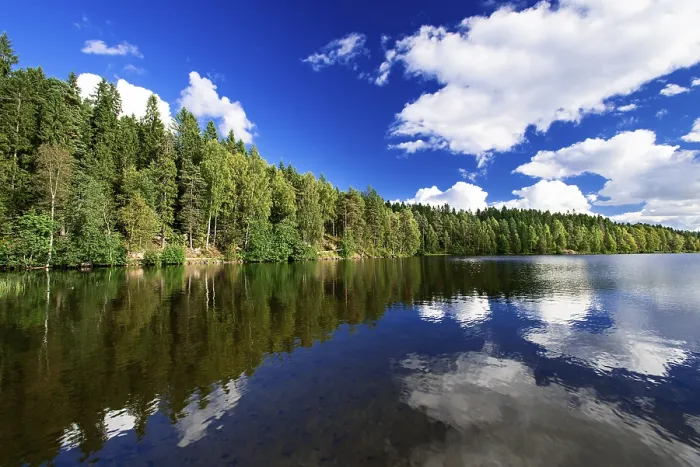 Gerahmter Druck : Bewaldeter See Gerahmter Druck : Bewaldeter See