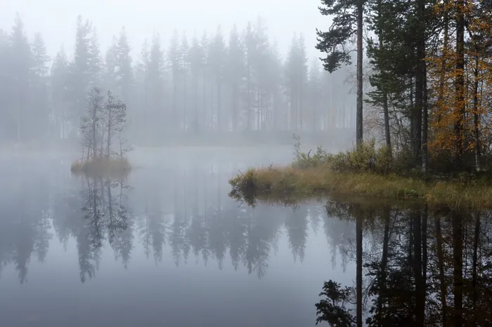 Gerahmter Druck : Ein Waldsee. Gerahmter Druck : Ein Waldsee.