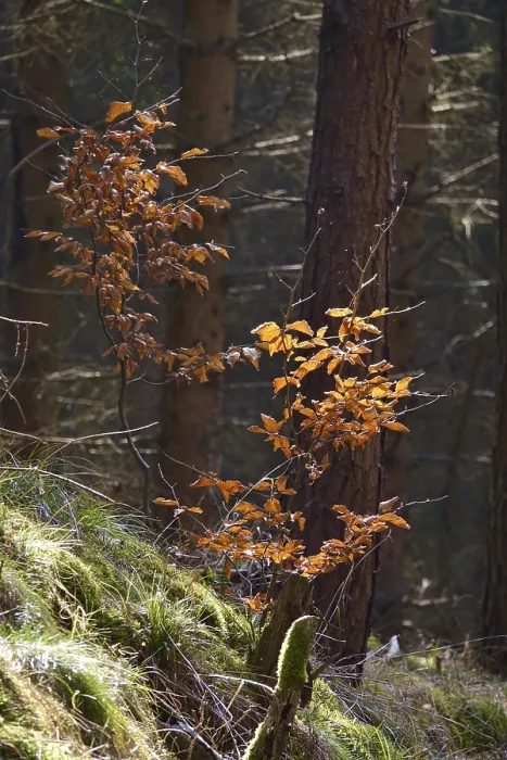 Gerahmter Druck : Wald im März, Deutschland Gerahmter Druck : Wald im März, Deutschland