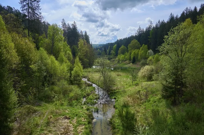 Gerahmter Druck : Wald, Wiese, Bach, Tal Gerahmter Druck : Wald, Wiese, Bach, Tal