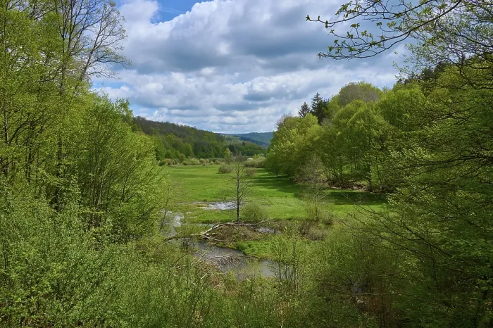 Gerahmter Druck : Wald, Wiese, Bach, Tal Gerahmter Druck : Wald, Wiese, Bach, Tal