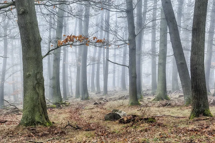 Gerahmter Druck : Wald in der Nebel. Gerahmter Druck : Wald in der Nebel.