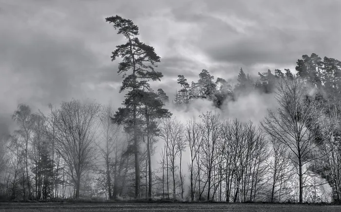 Gerahmter Druck : Wald in der Nebel. Gerahmter Druck : Wald in der Nebel.