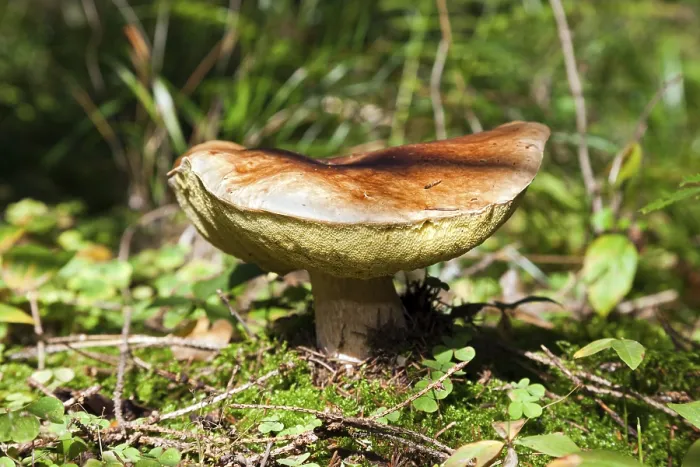 Gerahmter Druck : Waldpilz im Gras. Gerahmter Druck : Waldpilz im Gras.