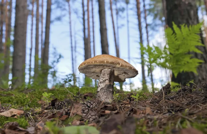 Gerahmter Druck : Waldbodenpilz im Gras. Gerahmter Druck : Waldbodenpilz im Gras.
