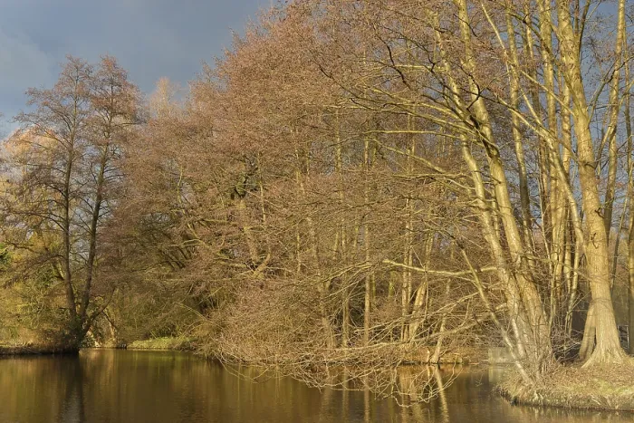 Gerahmter Druck : Wald entlang des Nette-Baches, Naturpark Schwalm-Nette Gerahmter Druck : Wald entlang des Nette-Baches, Naturpark Schwalm-Nette