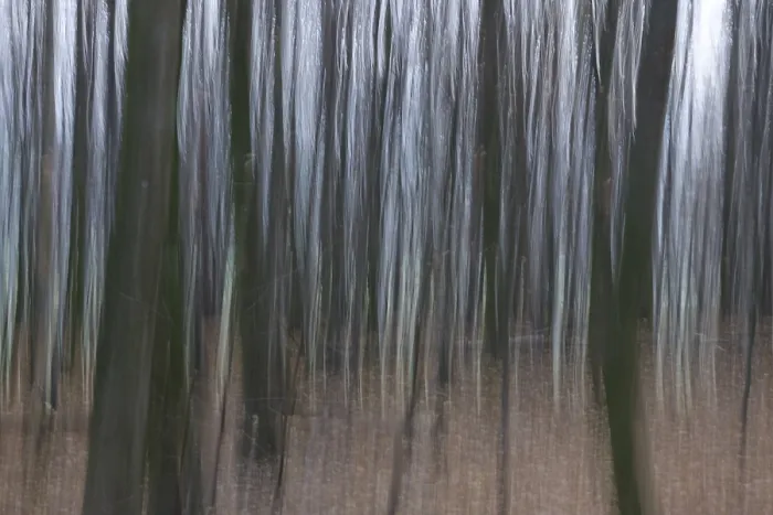Gerahmter Druck : Wald im November, abstrahiert. Gerahmter Druck : Wald im November, abstrahiert.