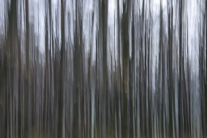 Gerahmter Druck : Wald im November, abstrahiert. Gerahmter Druck : Wald im November, abstrahiert.
