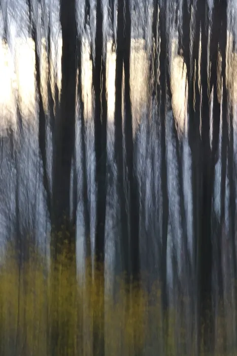 Gerahmter Druck : Wald im November, abstrahiert. Gerahmter Druck : Wald im November, abstrahiert.