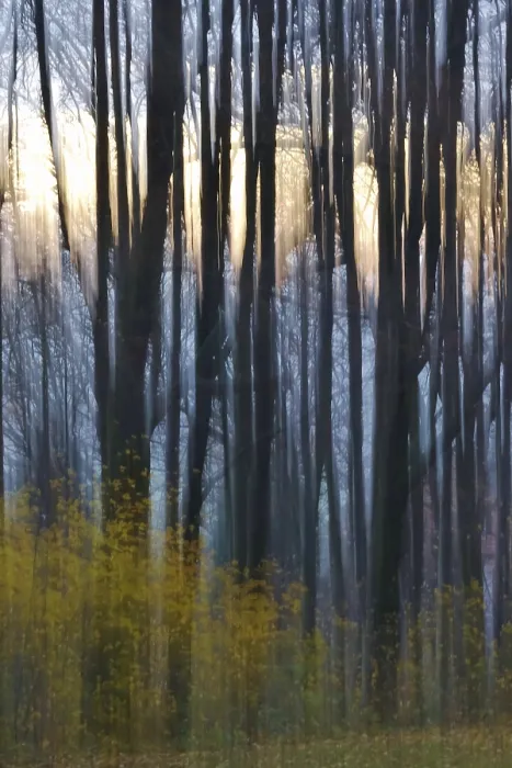 Gerahmter Druck : Wald im November, abstrahiert. Gerahmter Druck : Wald im November, abstrahiert.