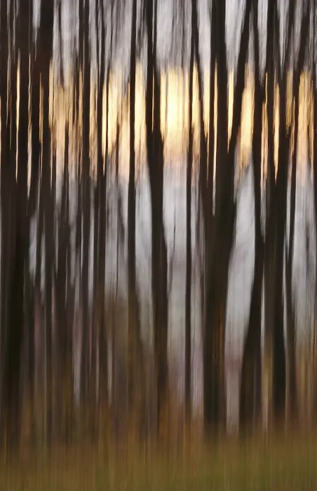 Gerahmter Druck : Wald im November, abstrahiert. Gerahmter Druck : Wald im November, abstrahiert.
