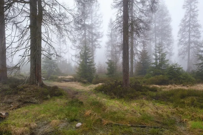 Gerahmter Druck : Wald am Oderteich im Nebel Gerahmter Druck : Wald am Oderteich im Nebel