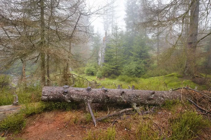 Gerahmter Druck : Wald am Oderteich im Nebel