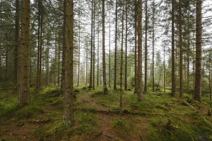Gerahmter Druck : Wald am Oderteich, Nebel Gerahmter Druck : Wald am Oderteich, Nebel