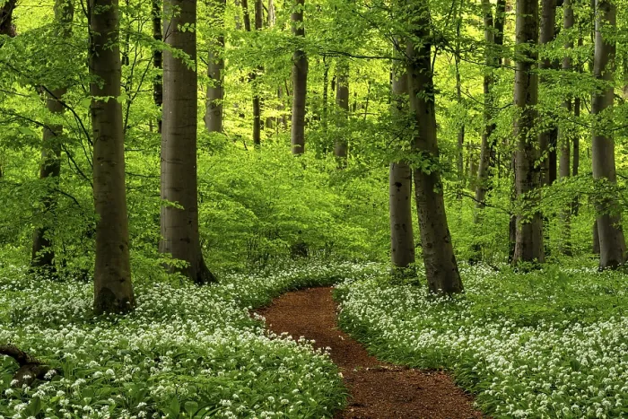 Gerahmter Druck : Ein Waldweg, mit rostroten Blättern ausgelegt. Gerahmter Druck : Ein Waldweg, mit rostroten Blättern ausgelegt.