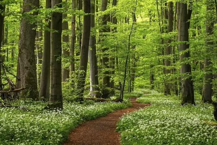 Gerahmter Druck : Ein Waldweg, mit rostroten Blättern ausgelegt. Gerahmter Druck : Ein Waldweg, mit rostroten Blättern ausgelegt.