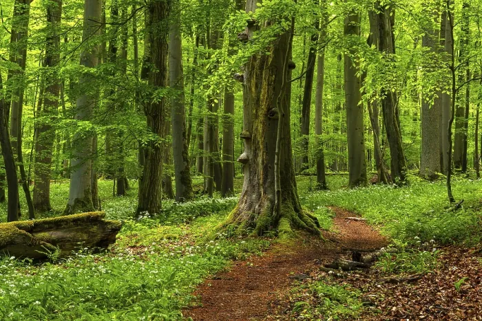 Gerahmter Druck : Ein Waldweg, mit rostroten Blättern ausgelegt. Gerahmter Druck : Ein Waldweg, mit rostroten Blättern ausgelegt.
