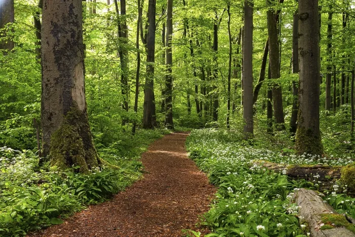 Gerahmter Druck : Ein Waldweg, mit rostroten Blättern ausgelegt. Gerahmter Druck : Ein Waldweg, mit rostroten Blättern ausgelegt.